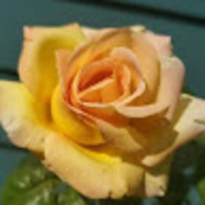 Meet your Posher, Brittanie